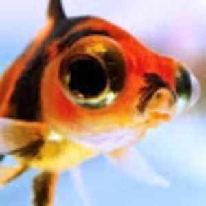 Meet your Posher, Dylon